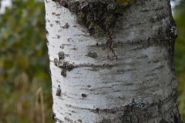 ポプラの樹皮 — ストック写真