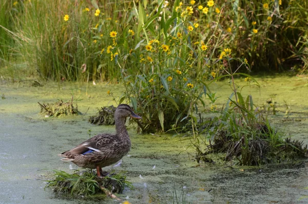 Patos na água — Fotografia de Stock