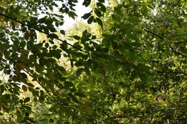 yeşil yapraklar arkaplan