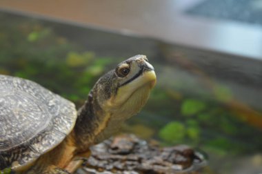 Kaplumbağa içinde belgili tanımlık Tank