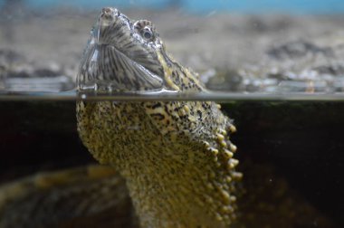 Bir yapışma kaplumbağa