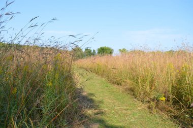 Kır manzarası Güz