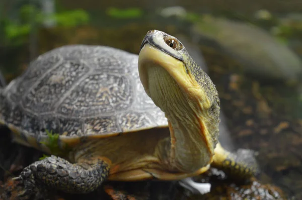 Turtle in the tank — Stock Photo, Image