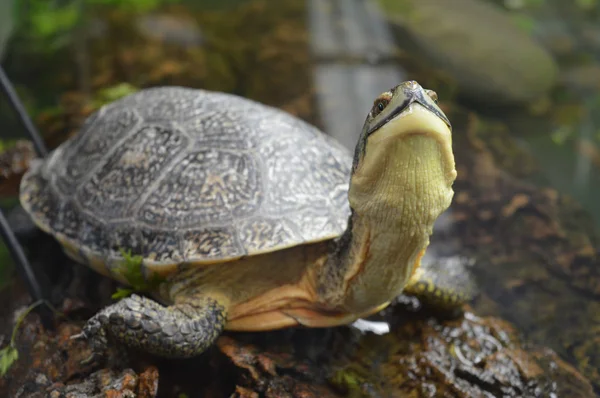 Turtle in the tank — Stock Photo, Image