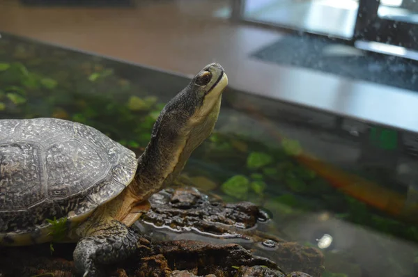 Tortue dans le réservoir — Photo