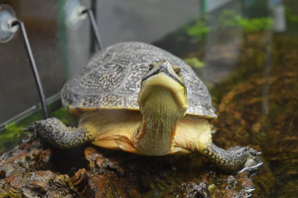 Черепаха в танке — стоковое фото