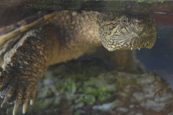A Snapping Turtle — Stock Photo, Image