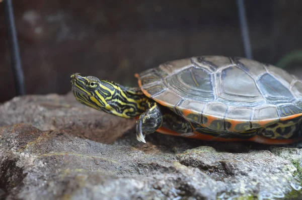 Раскрашенная черепаха — стоковое фото