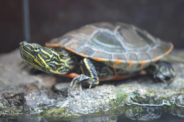 Uma tartaruga pintada — Fotografia de Stock