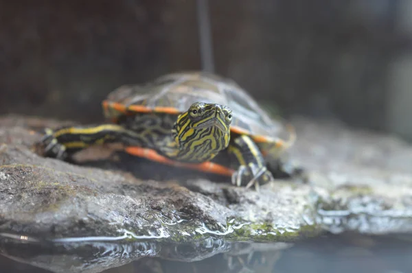 Boyalı bir kaplumbağa — Stok fotoğraf