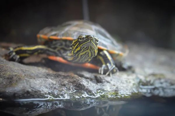 Una tartaruga dipinta — Foto Stock