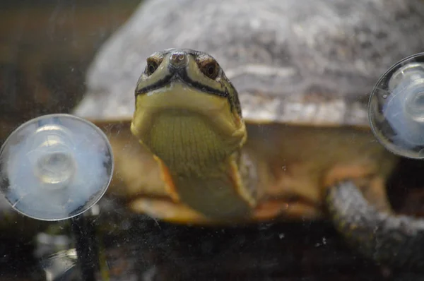 Turtle in the tank — Stock Photo, Image