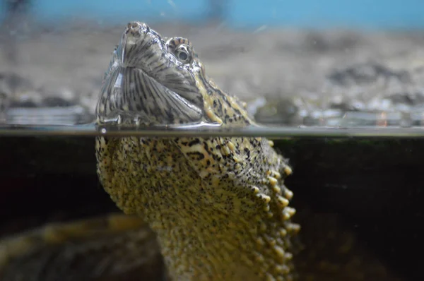 Bir yapışma kaplumbağa — Stok fotoğraf