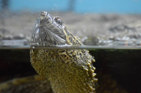 Bir yapışma kaplumbağa — Stok fotoğraf