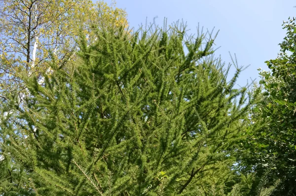 A background of needles — Stock Photo, Image