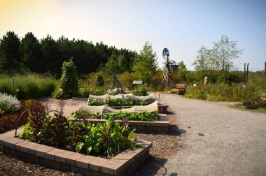 Topluluk bahçe Sebze yatak