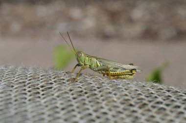 yeşil çekirge