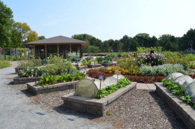 Topluluk bahçe Sebze yatak