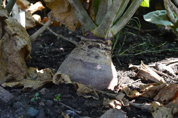 Rutabaga dans le jardin — Photo