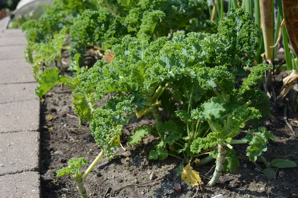 Kale Bahçe