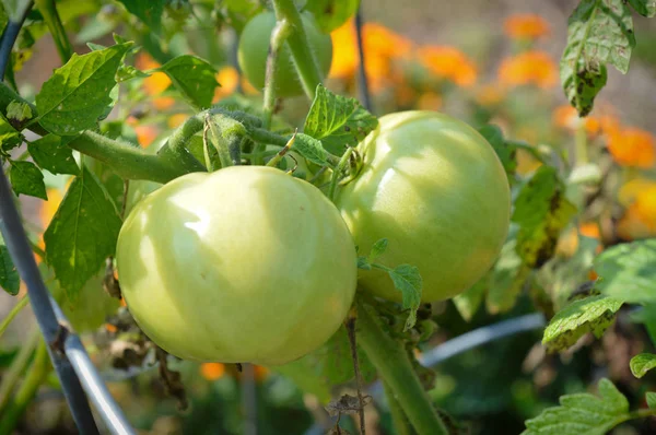 Tomato in the garden — Stock Photo, Image