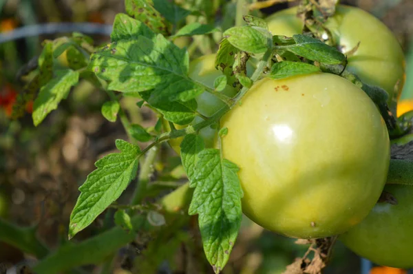 Tomatoes in the garden — Stock Photo, Image