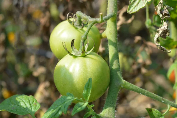 Tomates en el jardín — Foto de Stock