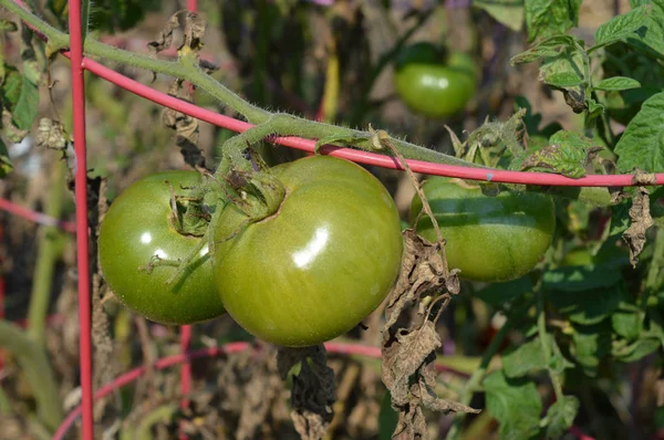 정원에 있는 토마토 — 스톡 사진