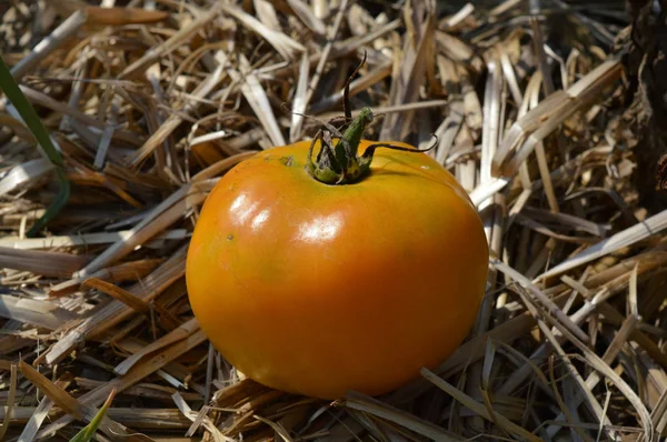 Pomidor w ogrodzie — Zdjęcie stockowe
