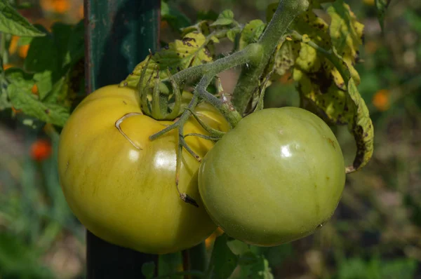 Pomidory w ogrodzie — Zdjęcie stockowe