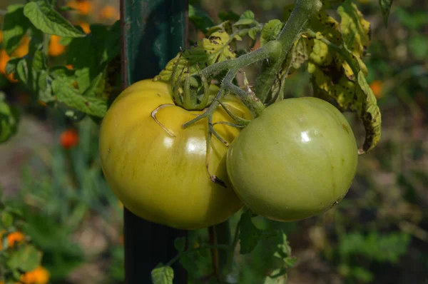 Tomates en el jardín — Foto de Stock