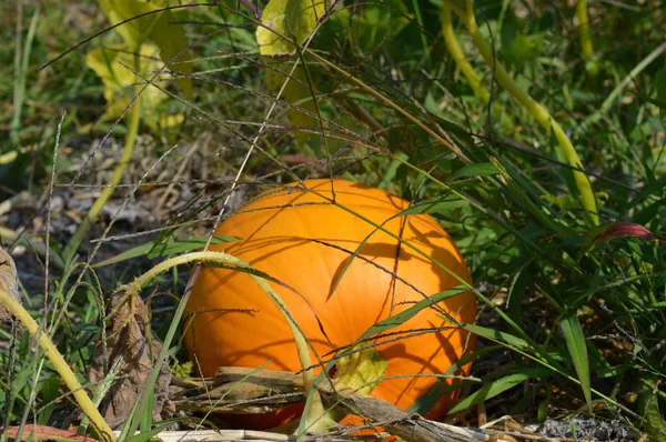 Pumpkin in the garden — Stock Photo, Image