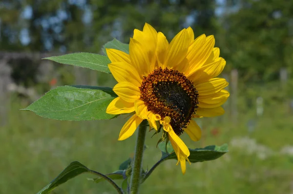 Sonnenblume im Garten — Stockfoto