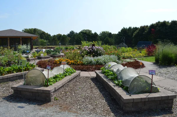 Topluluk bahçe Sebze yatak