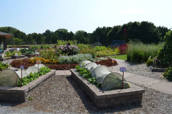 Topluluk bahçe Sebze yatak