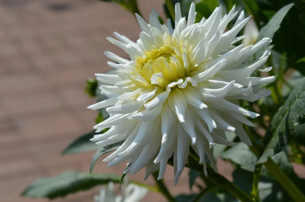 White Dahlia Flower — Stock Photo, Image