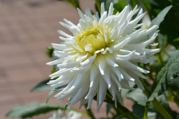 White Dahlia Flower — Stock Photo, Image