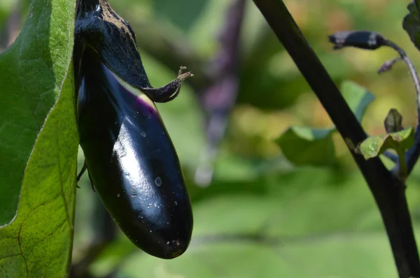 Aubergine dans le jardin — Photo