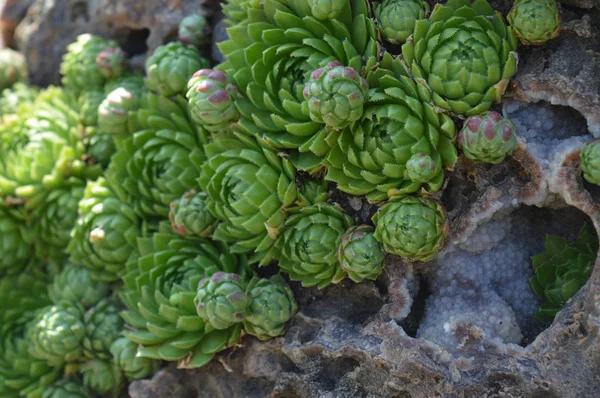 Rosettes in the rock — Stock Photo, Image