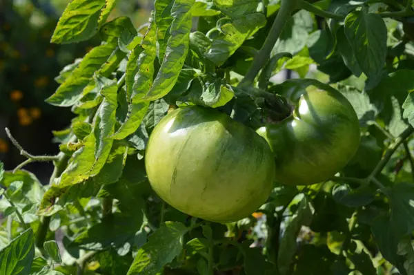 Tomatoes in the garden — Stock Photo, Image