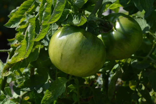 Tomatoes in the garden — Stock Photo, Image