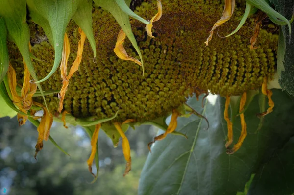 Zonnebloem in de tuin — Stockfoto