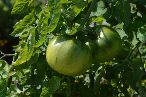 Ντομάτες στον κήπο — Φωτογραφία Αρχείου