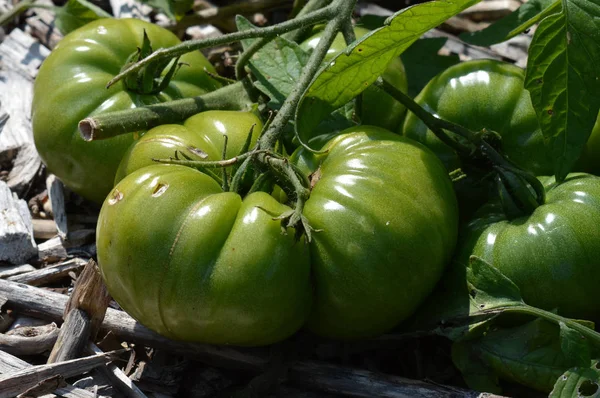 Tomatoes in the garden — Stock Photo, Image