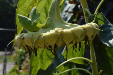 Bahçedeki ayçiçeği