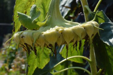 Bahçedeki ayçiçeği