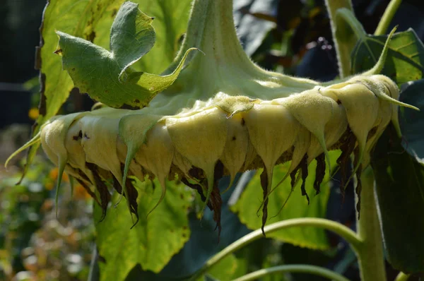 Bahçedeki ayçiçeği
