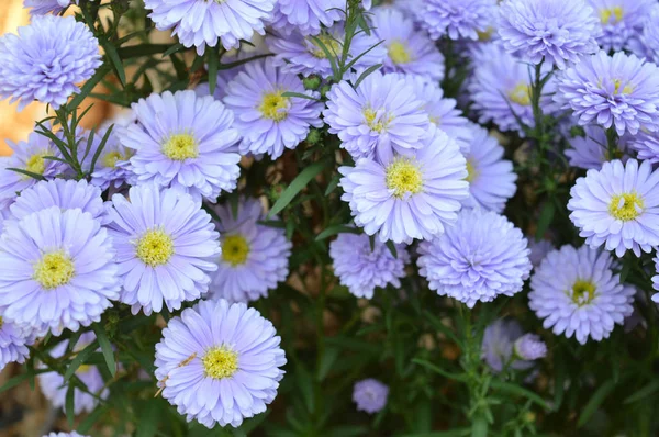 Blommor i trädgården — Stockfoto