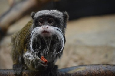 Emperor Tamarin