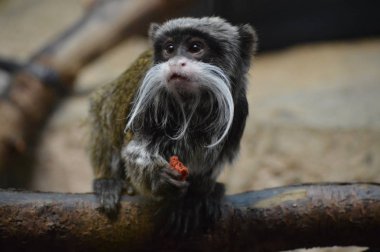 Emperor Tamarin